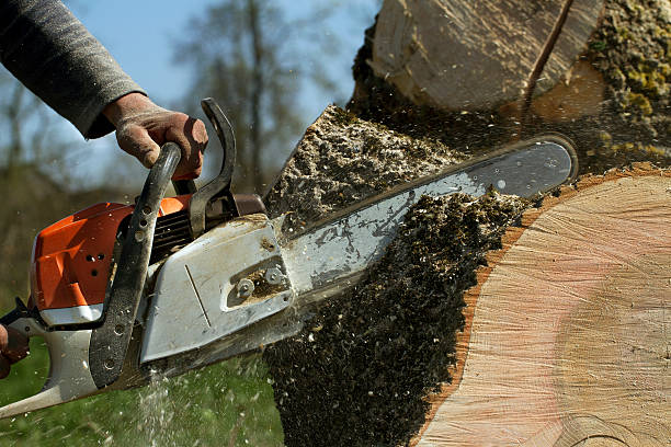 Best Commercial Tree Removal  in Pine, AZ